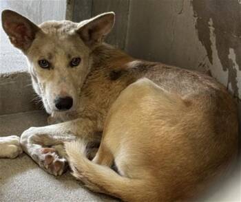 SILIAS -  German Shepherd Dog and Mixed Breed Dog for Adoption in San Bernardino, California - SILIAS | PetCurious