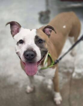 Manuka -  Terrier Dog for Adoption in Plover, Wisconsin - Manuka | PetCurious
