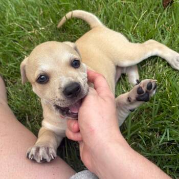 Pearl -  Mountain Cur and Mixed Breed Dog for Adoption in Franklin, North Carolina - Pearl | PetCurious