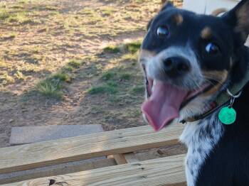Casey -  Australian Cattle Dog Blue Heeler and Miniature Pinscher Dog for Adoption in Moriarty, New Mexico - Casey | PetCurious