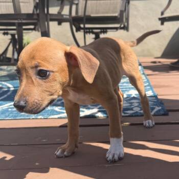 Mila -  Border Collie and Rottweiler Dog for Adoption - Mila | PetCurious