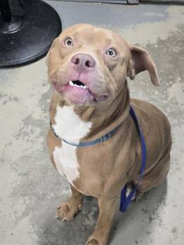 KRATOS -  American Staffordshire Terrier Dog for Adoption in Tallahassee, Florida - KRATOS | PetCurious