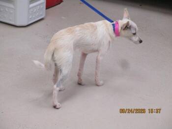 (308) -  Terrier Dog for Adoption in Marietta, Georgia - (308) | PetCurious