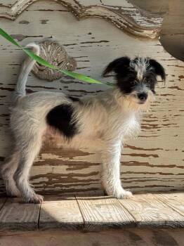Kori -  Schnauzer and Terrier Dog for Adoption in Gainesville, Virginia - Kori | PetCurious
