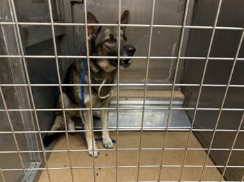German Shepherd Dog and Mixed Breed Dogs Available for Adoption in Martinez, California - SANTAS LIL HELPER | PetCurious