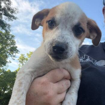 Piper -  Australian Cattle Dog Blue Heeler and Mixed Breed Dog for Adoption in Pittsburg, Kansas - Piper | PetCurious