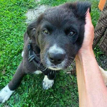 Pringle -  Mixed Breed Dog Available for Adoption in Plainfield, Illinois - Pringle | PetCurious