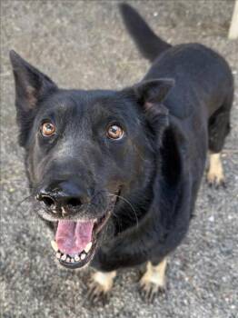 German Shepherd Dog Dogs Available for Adoption in Woodland, California - *GAIA | PetCurious