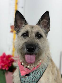 Luna blue-One of our Amazing Rescue Dogs -  Schnauzer and Border Terrier Dog for Adoption in Carlsbad, California - Luna Blue-One Of Our Amazing Rescue Dogs | PetCurious