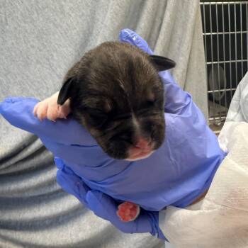 Trenton -  Mixed Breed Dog for Adoption in Charleston, West Virginia - Trenton | PetCurious