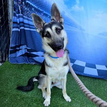 German Shepherd Dog and Mixed Breed Dogs Available for Adoption in Long Beach, California - TONKA | PetCurious
