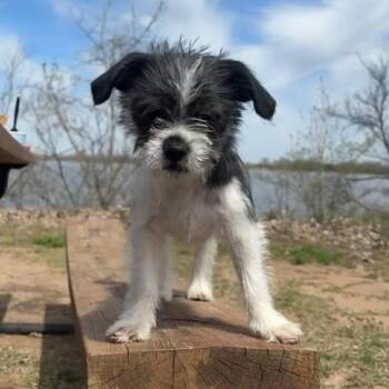 Shih Tzu and Mixed Breed Dogs Available for Adoption - Eggroll | PetCurious