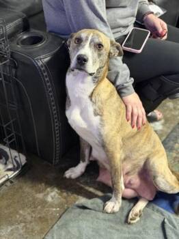 Dutch Shepherd and Boxer Dogs Available for Adoption in Morton Grove, Illinois - Penny | PetCurious