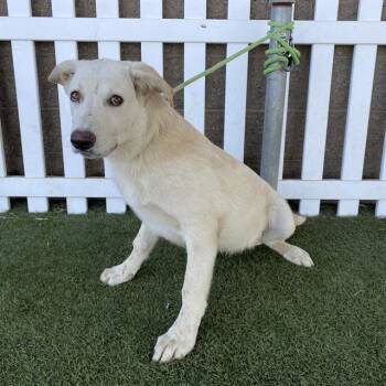ALBUS -  Labrador Retriever and Mixed Breed Dog for Adoption in Modesto, California - ALBUS | PetCurious