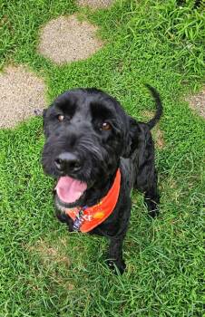 King -  Poodle and Black Labrador Retriever Dog for Adoption in Gonzales, Louisiana - King | PetCurious