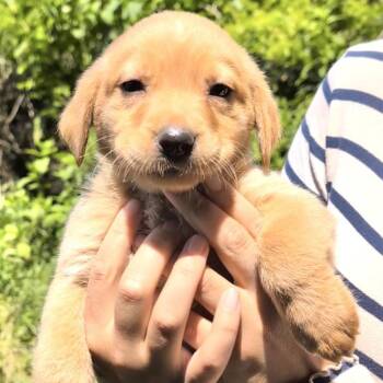 Chestnut Evergreen -  Yellow Labrador Retriever and Golden Retriever Dog for Adoption in Andover, Massachusetts - Chestnut Evergreen | PetCurious