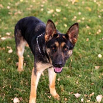 Gunnison Luna -  German Shepherd Dog Dog for Adoption in Denver, Colorado - Gunnison Luna | PetCurious
