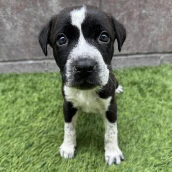 Apple Cider -  Mixed Breed Dog for Adoption in Las Vegas, Nevada - Apple Cider | PetCurious