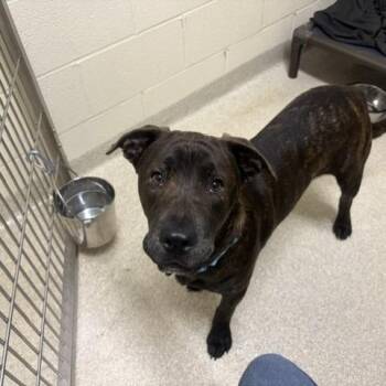 Bill -  Mixed Breed Dog for Adoption - Bill | PetCurious