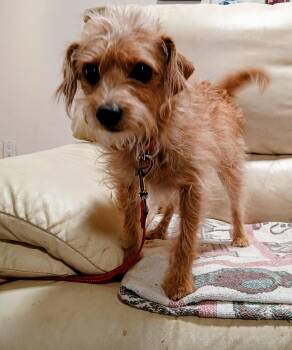 Leah -  Terrier and Poodle Dog for Adoption in Albuquerque, New Mexico - Leah | PetCurious