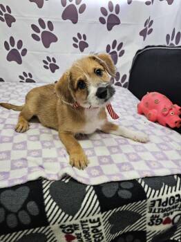 Grill -  Mixed Breed Dog for Adoption in Metairie, Louisiana - Grill | PetCurious