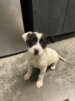 Newton Pup 3 -  Mixed Breed Dog Available for Adoption in Henderson, North Carolina - Newton Pup 3 | PetCurious