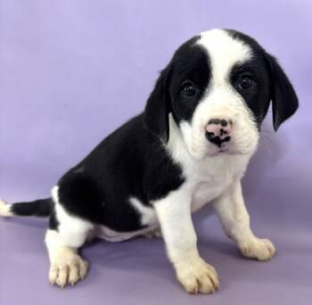 Rescue Saint Bernard and Mixed Breed Dogs for Adoption in Morton Grove, Illinois - Piglet | PetCurious