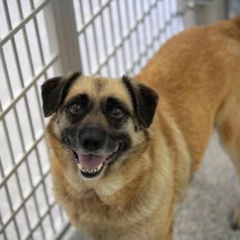 Angel (MY26-113) -  German Shepherd Dog and Pug Dog for Adoption in Peyton, Colorado - Angel (MY26-113) | PetCurious
