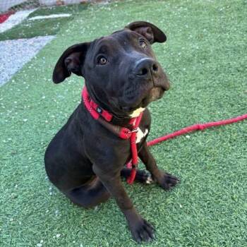 Rescue Pit Bull Terrier and Mixed Breed Dogs for Adoption in Georgetown, Ohio - Cheese Ball | PetCurious