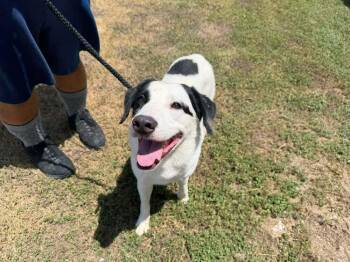 Mike -  Mixed Breed Dog for Adoption in Scott, Louisiana - Mike | PetCurious