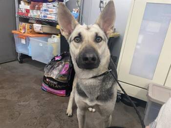 Mixed Breed Dogs Available for Adoption in Dallas, Texas - CHRISTMAS | PetCurious