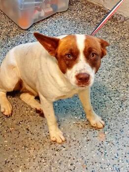 Terrier Dogs Available for Adoption in Mobile, Alabama - Tilly | PetCurious