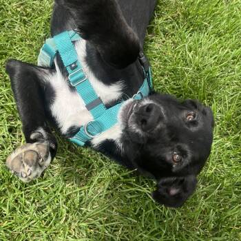 Dobby -  Black Labrador Retriever and Mixed Breed Dog for Adoption in Kanab, Utah - Dobby | PetCurious