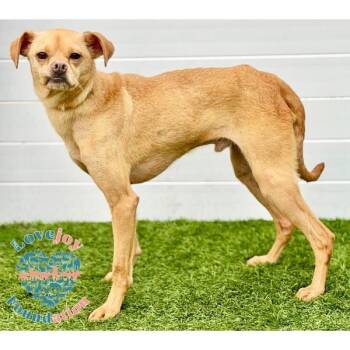 Rescue Puggle Dogs for Adoption in Inglewood, California - Bucky COH | PetCurious