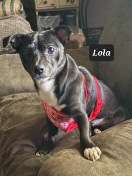 Chihuahua Dogs Available for Adoption in Buffalo, Missouri - Lola | PetCurious