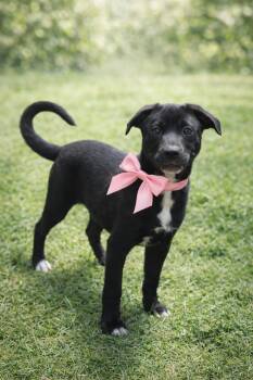 Black Labrador Retriever and American Bulldog Dogs Available for Adoption - Zara | PetCurious