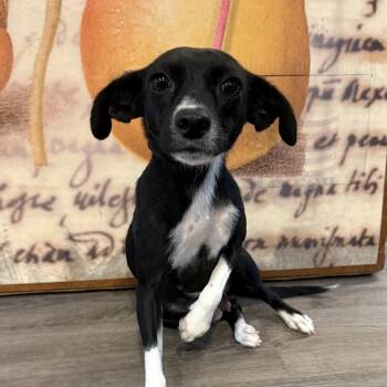 Tsundae -  Chiweenie Dog for Adoption - Tsundae | PetCurious
