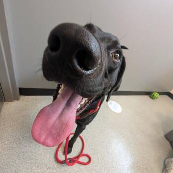Miles -  Black Labrador Retriever Dog for Adoption in Chicago, Illinois - Miles | PetCurious