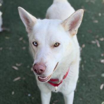 Siberian Husky and German Shepherd Dog Dogs Available for Adoption in Sacramento, California - Gizmo | PetCurious