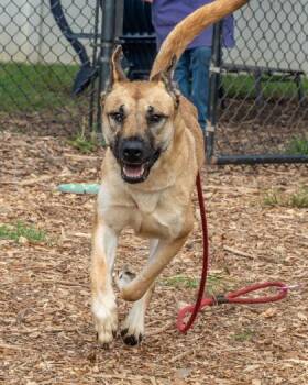 Stanza -  Mixed Breed Dog for Adoption in Chamblee, Georgia - Stanza | PetCurious