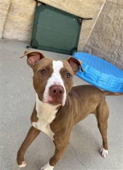 HONEY BUN -  Pit Bull Terrier Dog for Adoption in Dayton, Ohio - HONEY BUN | PetCurious