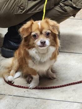 Rescue Mixed Breed Dogs for Adoption in Cincinnati, Ohio - Skweezy Jibbs | PetCurious