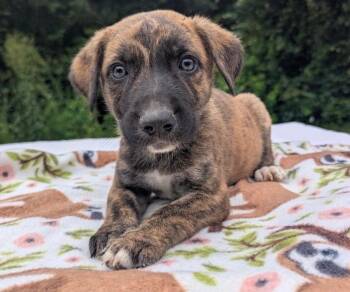 KNOX -  German Shepherd Dog Dog for Adoption in Fosters, Alabama - KNOX | PetCurious