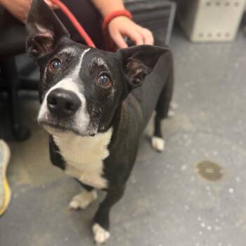 Kodak -  Mixed Breed Dog for Adoption in Columbiana, Alabama - Kodak | PetCurious