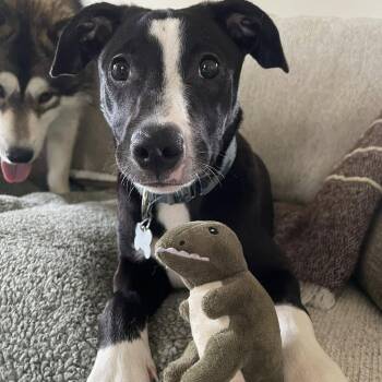 Mixed Breed Dogs Available for Adoption in State College, Pennsylvania - Marjory | PetCurious