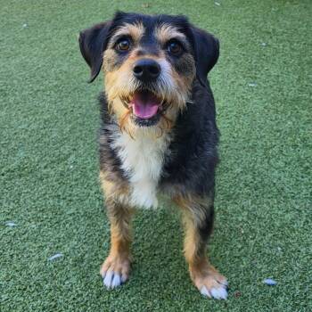 Wirehaired Terrier Dogs Available for Adoption in Chapel Hill, North Carolina - Frizzy | PetCurious