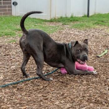 Rainey -  Mixed Breed Dog for Adoption in Chamblee, Georgia - Rainey | PetCurious
