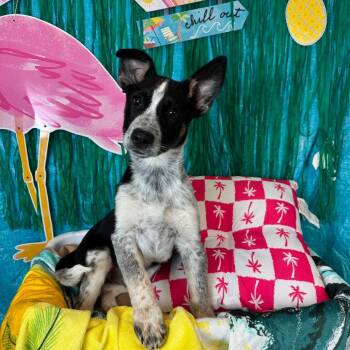 Elliot -  Cattle Dog Dog for Adoption in Fresno, California - Elliot | PetCurious