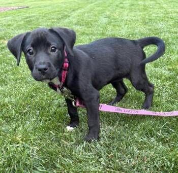 Labrador Retriever Dogs Available for Adoption in Fountain Hill, Pennsylvania - Skye | PetCurious