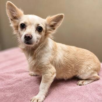 Feta -  Chihuahua and Mixed Breed Dog for Adoption in Wickenburg, Arizona - Feta | PetCurious